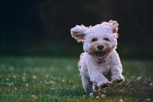 Happy dog with owner in Charlotte