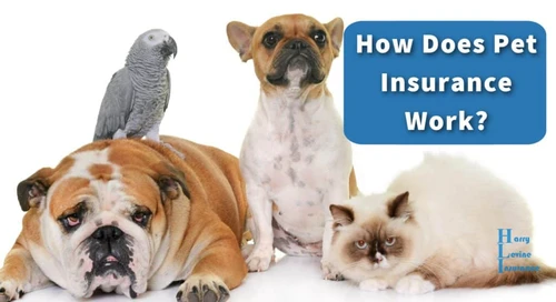 Dog at veterinary clinic in Charlotte